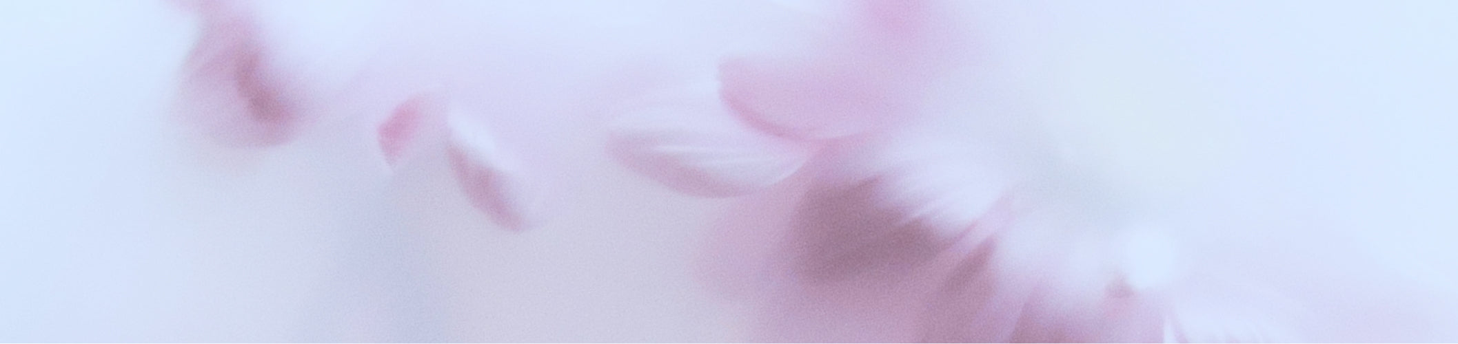 TOUT SUR LA ROSACÉE