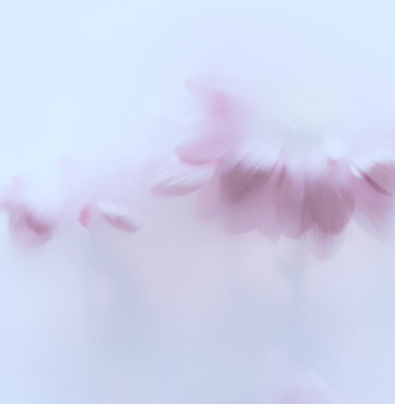 Tout sur la rosacée